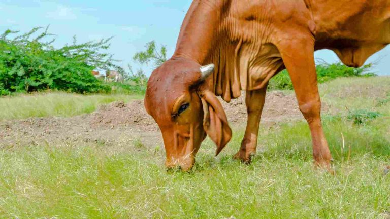 Why Gir Cows Are Known as the “Queen of Milk Production”