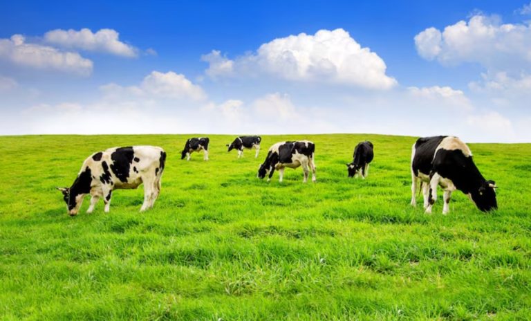 How Many Liters of Milk Does a Cow Give in One Day