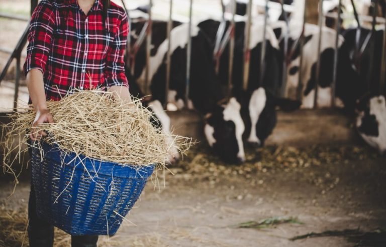 What Is the Most Important Activity of Dairy Farming