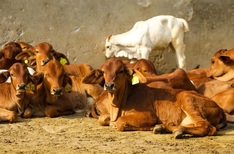 Sahiwal cow breed known for dairy production and tropical adaptability